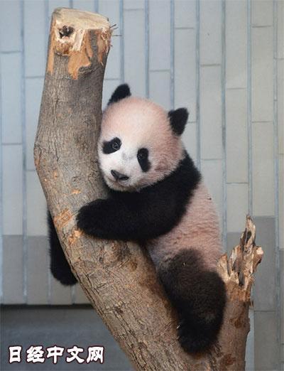 中國(guó)僑網(wǎng)熊貓寶寶“香香” 圖:日經(jīng)中文網(wǎng)