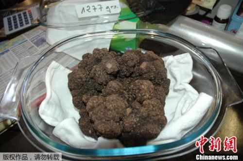 中國僑網(wǎng)資料圖:黑松露。