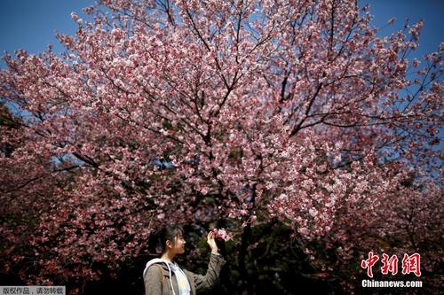 中國(guó)僑網(wǎng)資料圖:一名游客在東京新宿御苑公園內(nèi)欣賞櫻花。