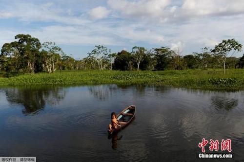 中國(guó)僑網(wǎng)資料圖:巴西亞馬遜熱帶雨林。