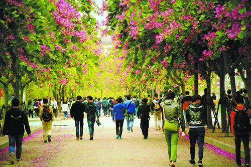 中國僑網(wǎng)華僑大學(xué)紫荊路 (資料圖)