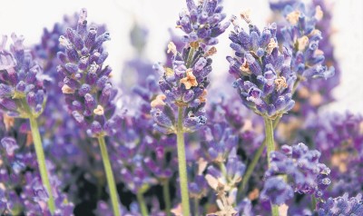 (馬來西亞《南洋商報》)