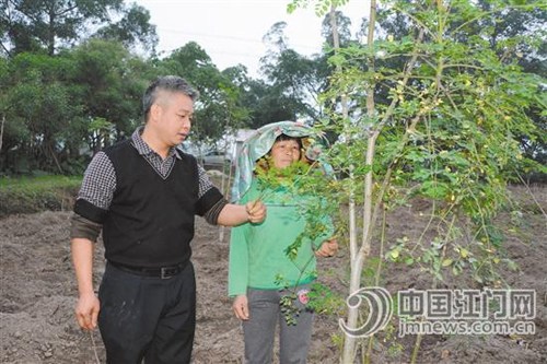 中國(guó)僑網(wǎng)梁國(guó)泮(左)與農(nóng)戶一起查看辣木生長(zhǎng)情況。(《江門日?qǐng)?bào)》)