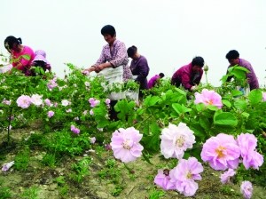 中國(guó)僑網(wǎng)工人在花田里采摘玫瑰。(《現(xiàn)代快報(bào)》/薛晟 攝)