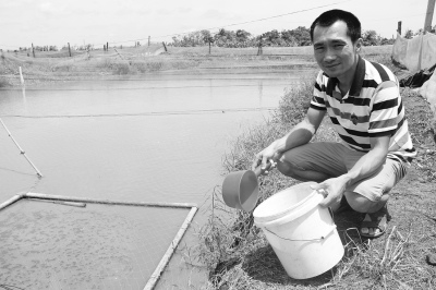 中國僑網(wǎng)曾揚在池塘邊接受記者采訪。(《海南特區(qū)報》/鐘起的 攝)