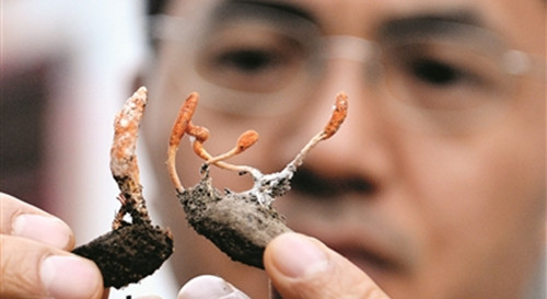 認(rèn)真觀察野生蛹蟲草