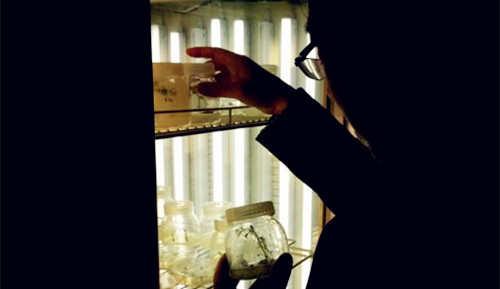 楊清教授正在查看土豆育種樣本(鐘升