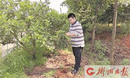 陳卯在查看臍橙長勢(資料圖)