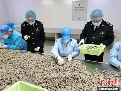 中國(guó)僑網(wǎng)圖為海關(guān)關(guān)員赴企業(yè)對(duì)出口三七進(jìn)行監(jiān)管 合丹妮 攝