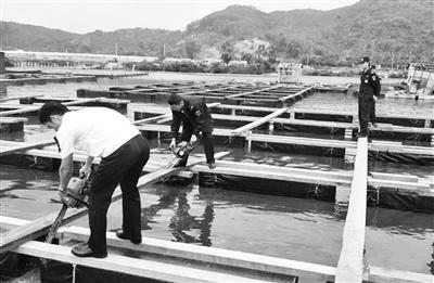 中國僑網(wǎng)執(zhí)法隊(duì)伍及時(shí)對(duì)這些違規(guī)搶建的漁排點(diǎn)進(jìn)行切斷拆除。