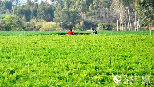 中國(guó)僑網(wǎng)