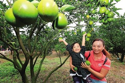11月7日,瓊中綠橙開始采摘并正式上市。本報記者