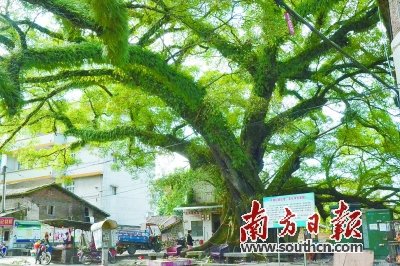 路邊巨大古榕樹。袁小燕