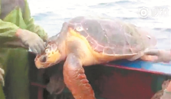 漁民將海龜放生