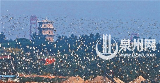 中國僑網(wǎng)六勝塔旁萬羽齊飛(陳小陽 攝)