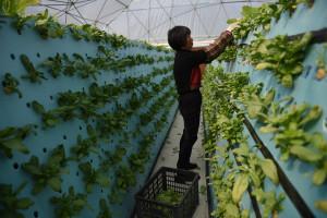 中國(guó)僑網(wǎng)