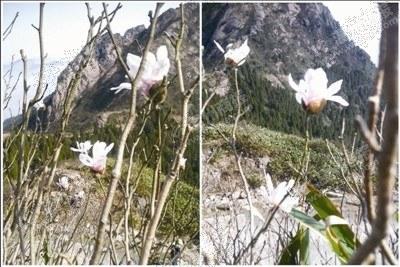 中國僑網(wǎng)百崗尖景寧木蘭。(圖片由采訪單位提供)