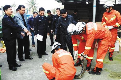 中國僑網(wǎng)萬寧森林公安成功解救蟒蛇。 本報記者 良子 攝