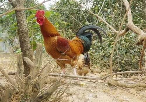 中國(guó)僑網(wǎng)