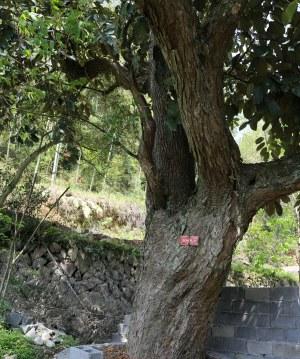 中國(guó)僑網(wǎng)