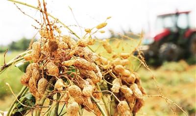 中國(guó)僑網(wǎng)