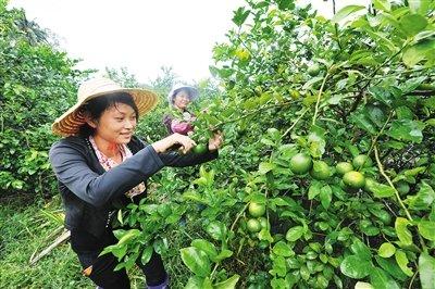 中國僑網(wǎng)采收檸檬。本報(bào)記者 袁琛 攝