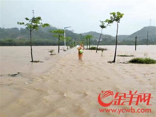 中國僑網(wǎng)新潮村道路兩邊水稻田被淹沒