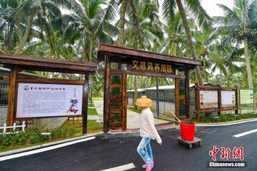 中國(guó)僑網(wǎng)資料圖,龍樓鎮(zhèn)好圣村專為村民飼養(yǎng)文昌雞而建設(shè)的文昌雞養(yǎng)殖園。 中新社記者 駱云飛 攝