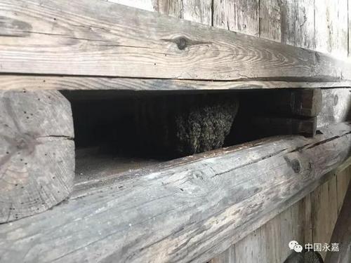 中國僑網(wǎng)樓板下“長”了個(gè)大蜂窩