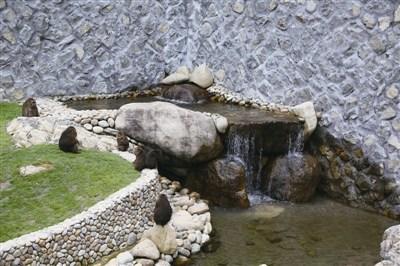 中國僑網(wǎng)圖為搬入新猴園的猴子。