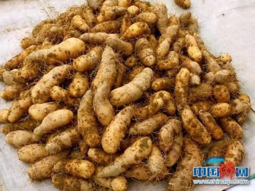 中國(guó)僑網(wǎng)剛收獲的豬仔薯 李曉春 攝