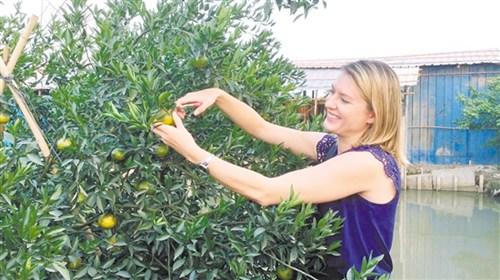 中國(guó)僑網(wǎng)美聯(lián)社記者王爾德·克里斯朵試摘新會(huì)柑。 徐海洋 攝