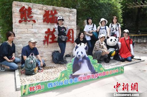 中國僑網(wǎng)來自日本的熱心“熊貓粉”在深圳野生動(dòng)物園熊貓莊園合影留念 李木生 攝