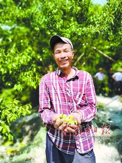 中國(guó)僑網(wǎng)今年(2020年)青梅大豐收,東明村貧困戶(hù)陳宗強(qiáng)喜笑顏開(kāi)。南方日?qǐng)?bào)記者 鄭淼鑫 攝