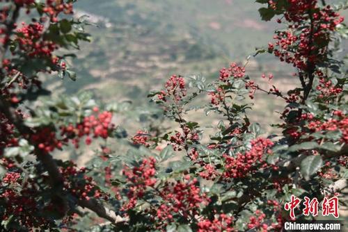 中國僑網(wǎng)圖為甘肅隴南市武都區(qū)色澤鮮艷的花椒。(資料圖) 閆姣 攝