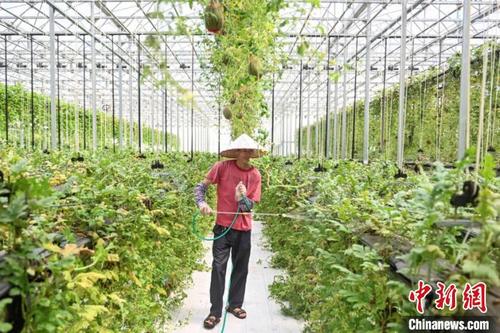 中國(guó)僑網(wǎng)溫室種植 陳驥旻 攝