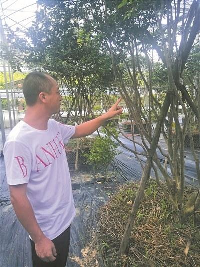 中國(guó)僑網(wǎng)嘉寶果果樹