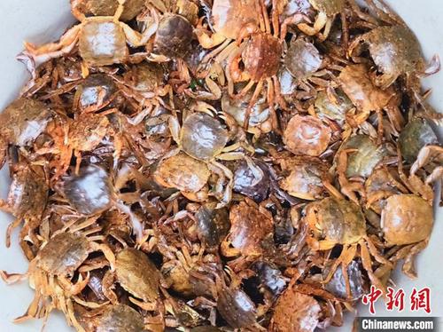 中國(guó)僑網(wǎng)剛捕撈到的小半桶“爬蝲” 李曉春 攝