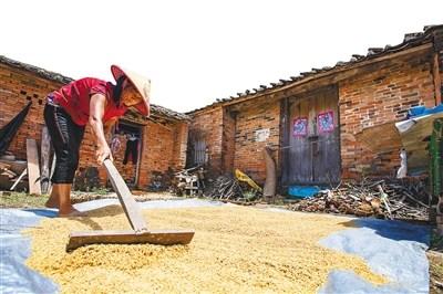 中國僑網(wǎng)扶峰村曬谷子的村民。