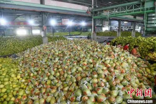 中國僑網在企業(yè)的幫扶下,梅州市梅縣區(qū)現代農業(yè)產業(yè)園不斷發(fā)展壯大(資料圖)?!⌒ば邸z