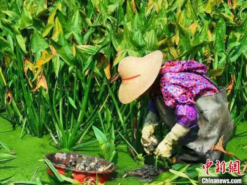 中國(guó)僑網(wǎng)農(nóng)戶在水田中采收茨菇 李曉春 攝