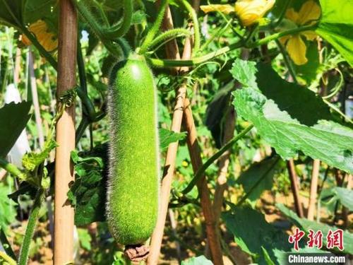 中國(guó)僑網(wǎng)黑毛節(jié)瓜 李曉春 攝