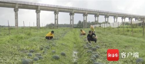 中國僑網(wǎng)采摘西瓜