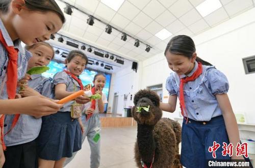 中國僑網(wǎng)崔琳 攝