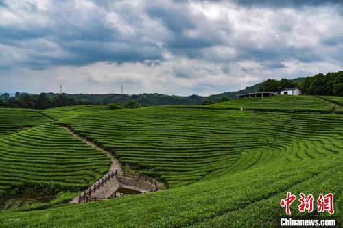 中國(guó)僑網(wǎng)浙江麗水遂昌茶園 范宇斌 攝