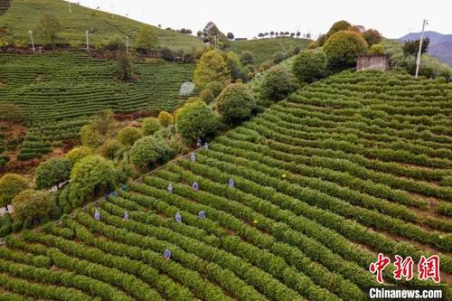 中國(guó)僑網(wǎng)浙江麗水蓮都春茶開(kāi)采 蓮都區(qū)農(nóng)業(yè)農(nóng)村局供圖