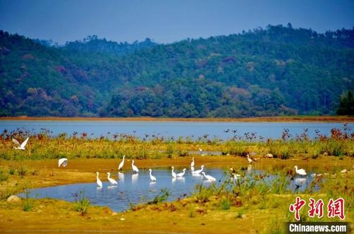 中國僑網(wǎng)廣東開平孔雀湖國家濕地公園 廣東省林業(yè)局 供圖