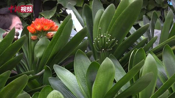 長(zhǎng)春“市花”君子蘭暢銷海內(nèi)外 助20萬養(yǎng)花人創(chuàng)富