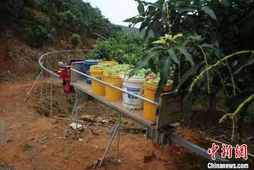 中國僑網(wǎng)圖為果農正在利用軌道運輸運送芒果 韋蓮香 攝