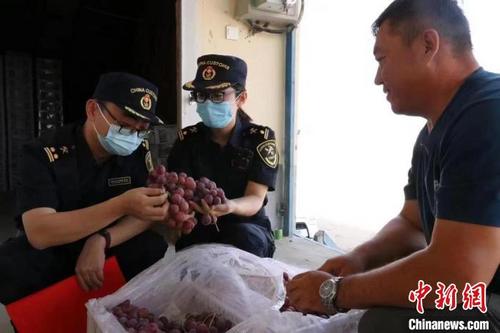 中國(guó)僑網(wǎng)圖為蘭州海關(guān)所屬敦煌機(jī)場(chǎng)海關(guān)工作人員對(duì)出口水果進(jìn)行檢疫監(jiān)管。(資料圖) 趙冠宏 攝